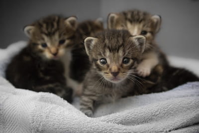 Animal name - animal breed
